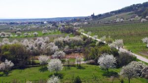 938825_bigpicture_329494_kirsche7 938825_bigpicture_329494_kirsche7