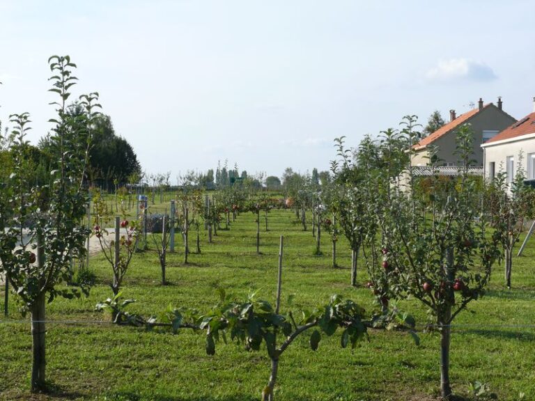 CORBEILLES_verger-3 CORBEILLES_verger-3