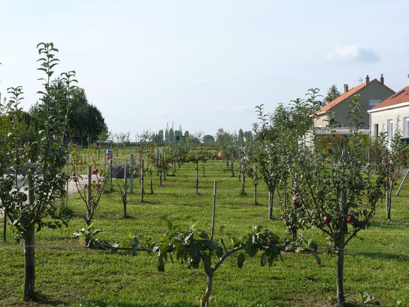 CORBEILLES_verger-3 CORBEILLES_verger-3